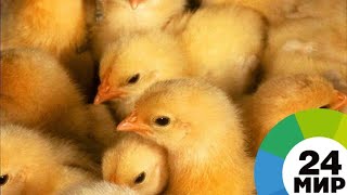 В Грузии из выброшенных на свалку яиц вылупились цыплята - МИР 24