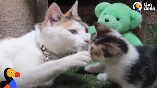 Kittens Reunited With Mom After Rescue From Factory | The Dodo