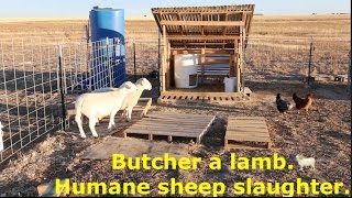 Butcher a lamb. Humane sheep slaughter. (MUST WATCH!) //Sanchez Fun