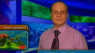 Homo Aquarius S02E13/Домашний аквариум (2 сезон) - 13 серия из 18
