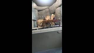 Oregon Zoo Male Lion Tail tip Severed 06/13/2016 during demonstration