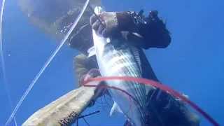 pescasub - Questa è Grossa!-palamita all aspetto-