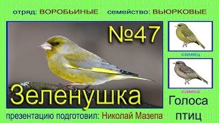 Зеленушка. Голоса птиц