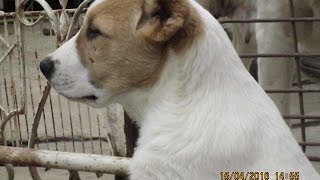 Продаются щенки кобели САО от Чемпиона России. ( часть 2)
