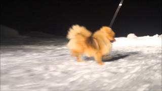 Klein Spitz Heavenly Light Next Top-Model, female 7 months