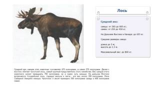 Сколько весит лось