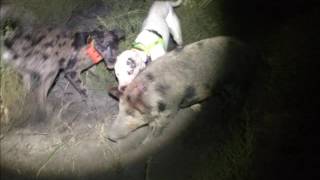 Pig hunting with dogs NT & NSW 2015 2016