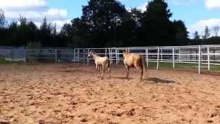 ООО "Ахалтекинец" Продажа ахалтекинских лошадей.Sales of Akhal-Teke horses http://akhaltekellc.com