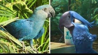 El Guacamayo spix extinto!!!