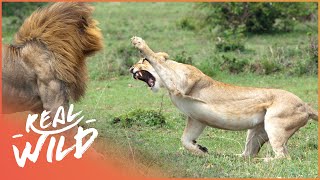 Predators In Peril [Big Cat Documentary] | Wild Things