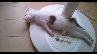 猫ちゃんのおもしろ寝方&寝姿にほっこりと癒される♡～It is healed by funny sleeping and sleeping appearance of cats.