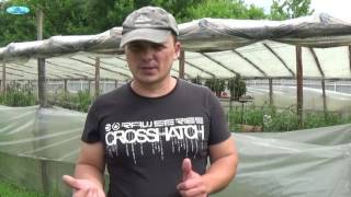 КАПЕЛЬНЫЙ ПОЛИВ-КАК ПРАВИЛЬНО ПРОВЕСТИ ПОДКОРМКУ.