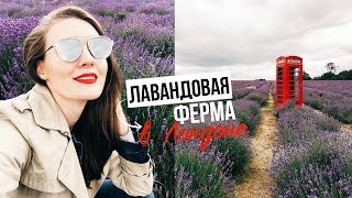 ЛАВАНДОВАЯ ФЕРМА // ШОППИНГ С ДЖЕЙМСОМ // РЕЦЕПТ ПЕЧЕНЬЯ