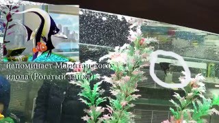 Поехали покупать рыб lll Вуалехвост, Телескоп, Склярия