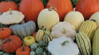 Pumpkin, Squash, And Black Hamburg Grape Harvest. Planting Garlic.