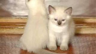 Питомник тайских кошек "RI & Vi"