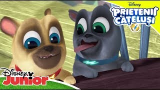 Descoperim Lumea | Prietenii Cățeluși | Disney Junior Romania