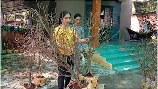 GIAO LƯU MAI TÀN ĐẾ ĐẸP CHỈ VÀI TRĂM Ở CHỢ GẠO 25/12/2019  ?0373253427 MẾN TG | Bến Tre Ơi