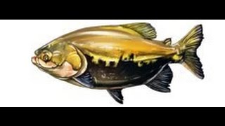 ●●Русская Рыбалка 3.99•Качаем Опыт•ТАМБАКУ●●