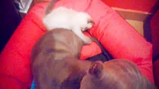 Thug Life Cats ? Bully Cats [Funny Pets]