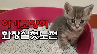 아기고양이 화장실 첫도전