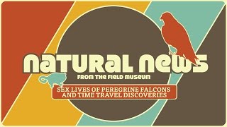 Sex Lives of Peregrine Falcons & Time Travel Discoveries | Ep. 2