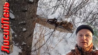 Старый добрый капкан НОРКА КУНИЦА СОБОЛЬ