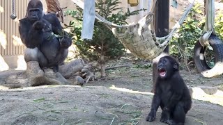 奪われたピーマン、でも落花生は死守‼︎⭐️ゴリラ gorilla【京都市動物園】Baby gorilla Kintaro protected peanuts from being robbed