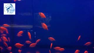 тернеция gloFish красная