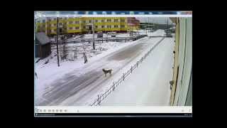Собаки напали на женщину и поставили ее... Инцест, прикол,порно, малолетка,скайп,приколы