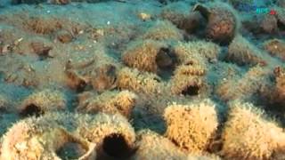 Tanganyika Gölü Belgeseli - Aquanet Arşivi Topluca