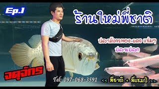 Four9 : อัพเดทปลาเก่า เข้าดูปลาร้านใหม่พี่ชาติ [จตุจักร JJ ] กทม.  26/01/2020