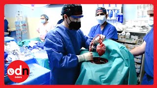 Pig Heart... Man? The First GM Animal Organ Transplant