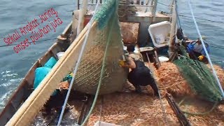WOW... Luar biasa... Sulit dipercaya,  Hasil Besar Tangkapan Nelayan udang kelas dunia