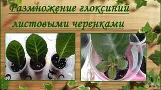 Размножение глоксиний листовыми черенками или фрагментами листа