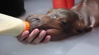 Cincinnati Zoo's Premature Hippo Calf Is Bottle Fed