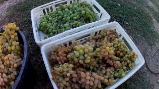 Виноград 2016. Урожай! - 2016. Grape, The Harvest!