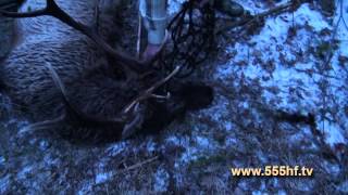 Жизнь в тайге на Дальнем Востоке. Часть 3. Охота на изюбря.