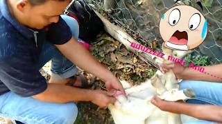 Proses khitan/sunat kambing ?
