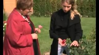 Плетистые розы  Рамблеры и Клайминги