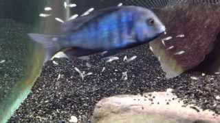 Yunus yavrularını ağzında taşıyor African cichlid. baby cichlid,yunus ciklet