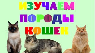 Изучаем породы кошек. Названия пород кошек. Развивающее видео для малышей
