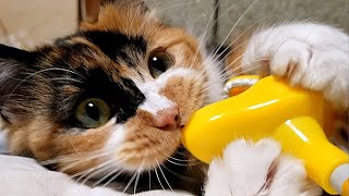 年末最後の玩具ぎゃおーんにゴワゴワふさふさ長毛猫の100倍返し
