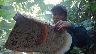 Chinh chiến với ong rừng mà không cần ngụy trang