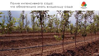 Полив интенсивного сада: что обязательно знать владельцу сада