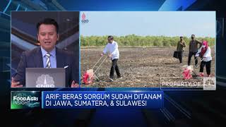 IPB Kembangkan Bibit Sorgum Unggulan, Bisa Produksi 7 Ton/Ha
