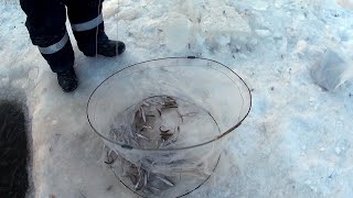 Зимняя Рыбалка На Амуре. Корюшка 2020 корюшка на фидер