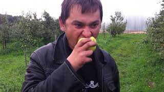 груша Белорусская поздняя и Просто Мария