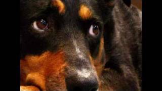 Animal abuse in Romania
