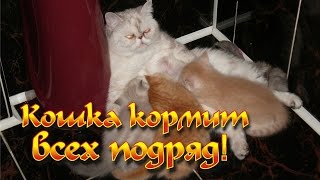Одна кошка кормит всех котят подряд, своих и чужих!